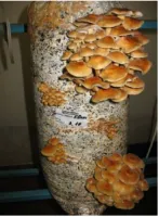 Мицелий Зимнего опёнка (фламмулина)