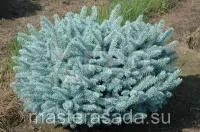 Ель колючая 'Glauca Globosa' 80-100 см