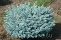 Ель колючая 'Glauca Globosa' С 5