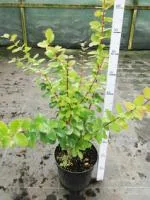 Барбарис корейский Berberis koreana, 0,7-0,9м, с3, 3-4лет