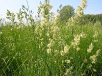 Ежа сборная ВИК 61, репродуктивные семена (РС3)